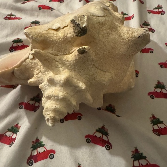 Large Natural Conch Shell - Picture 3 of 5